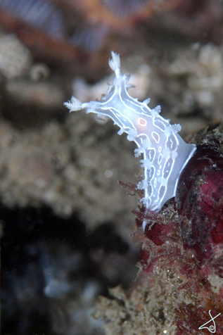 nudiDefends